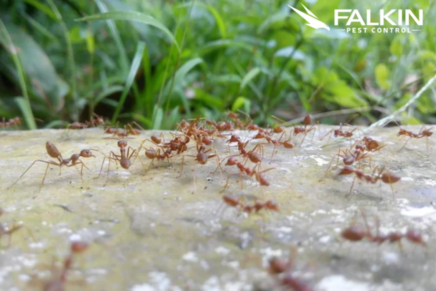fire ants