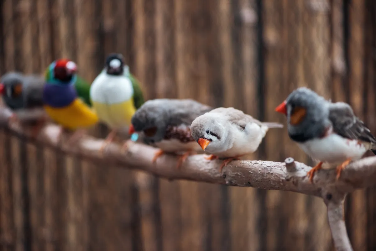 birds