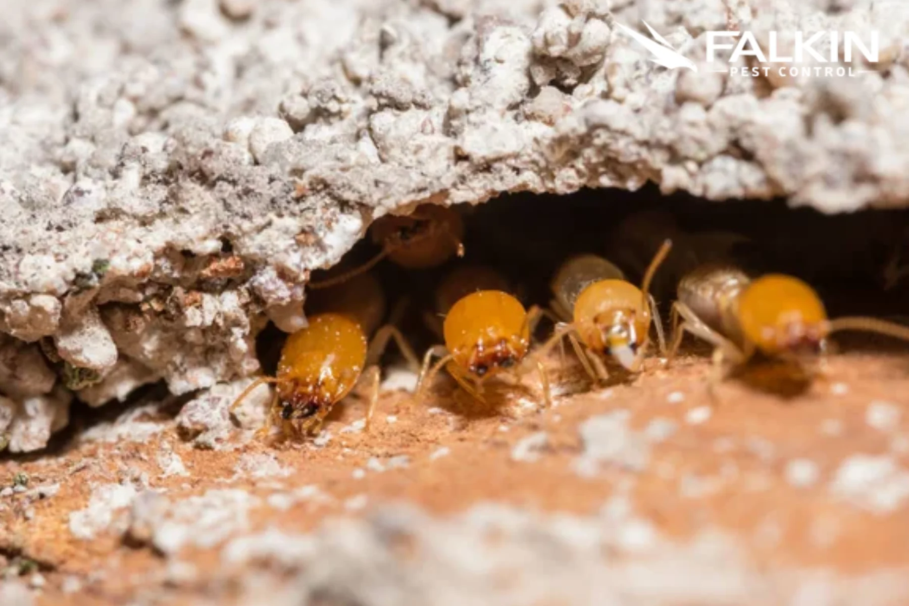 termite