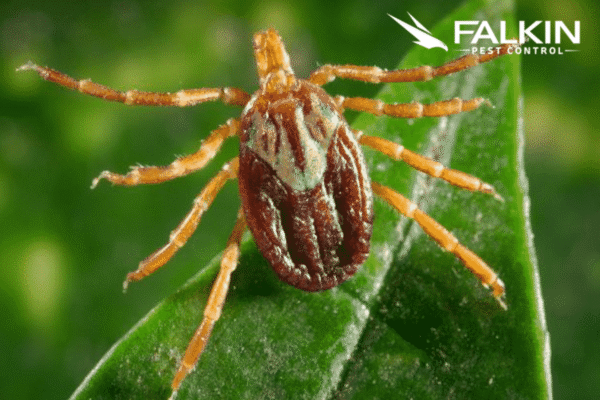 Pest Control Northglenn CO