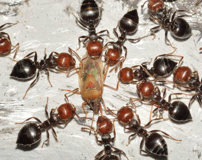 Cherry Creek pest control
