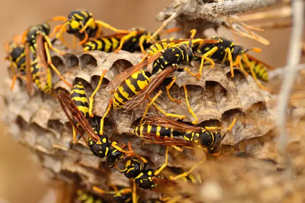 Pest Control Denver CO 1