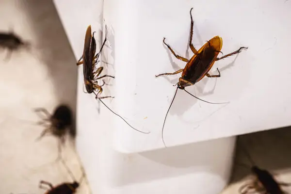 Pest Control Denver CO 2