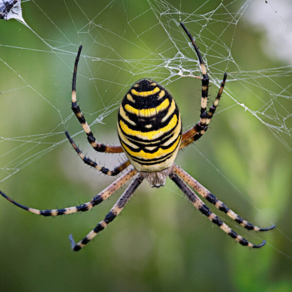 Pest Control Englewood CO