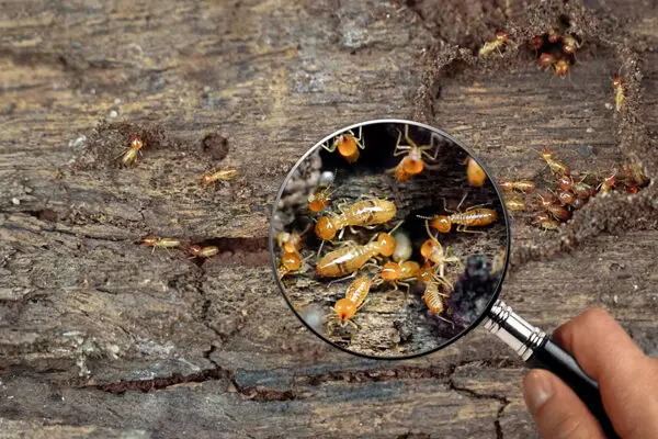 Pest Control in Denver, CO 1