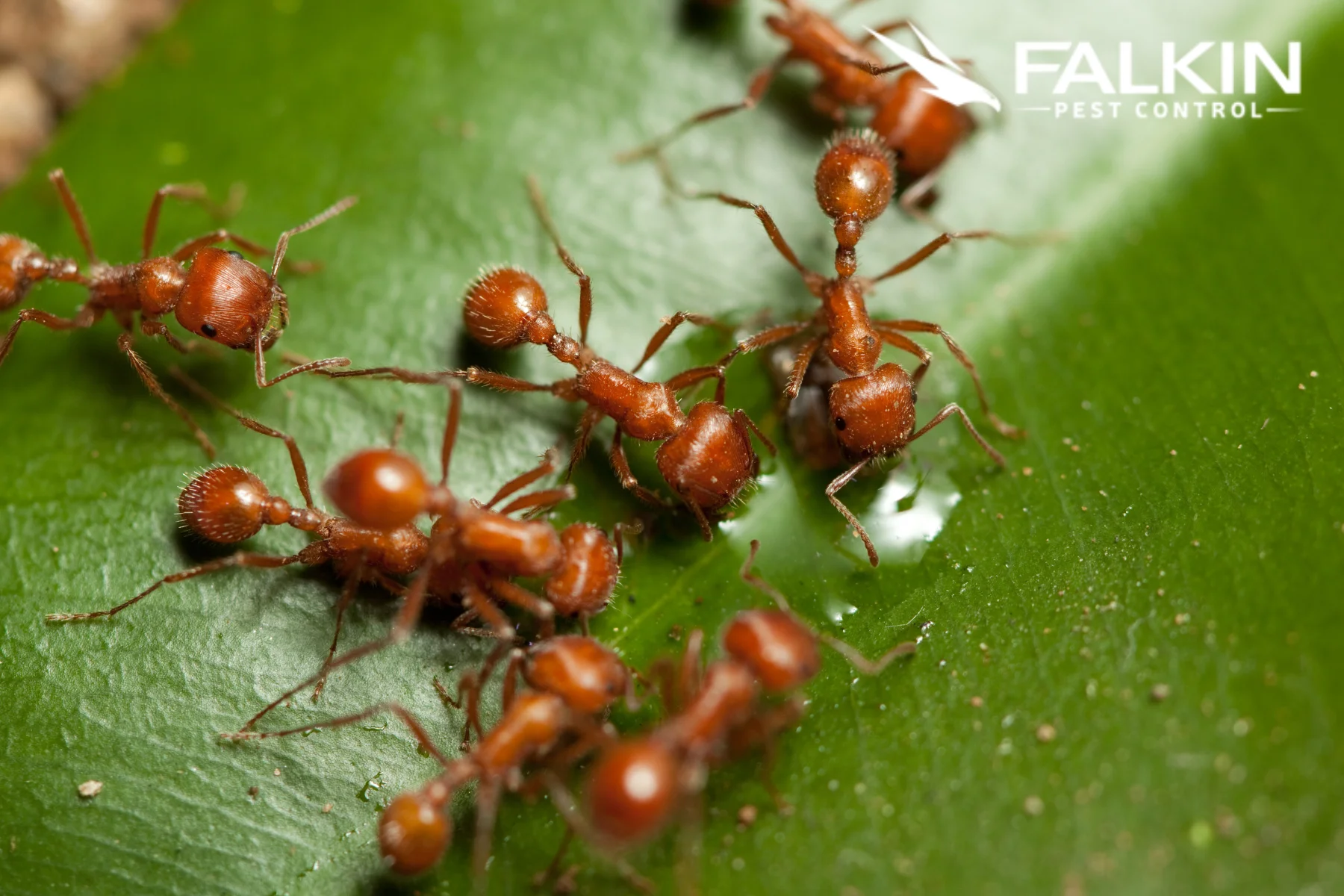 Pest Control Edgewater CO