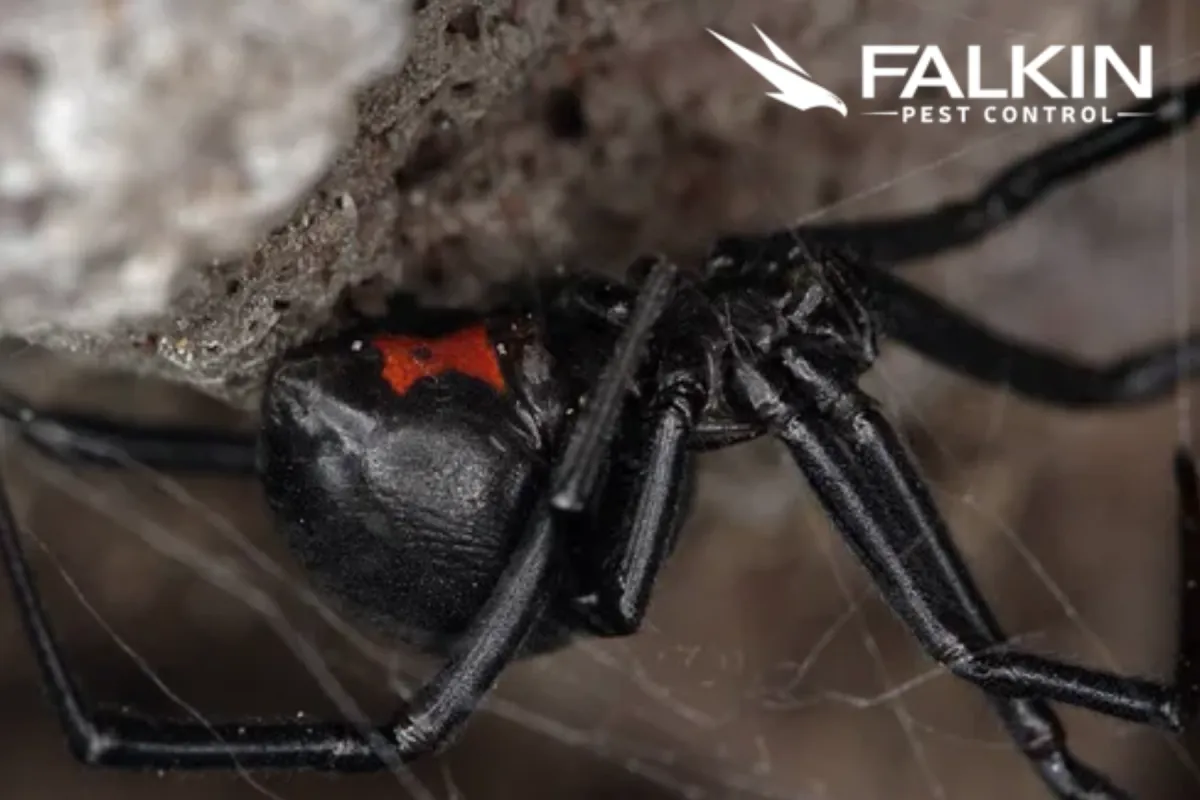 Black Widow Spider under rock