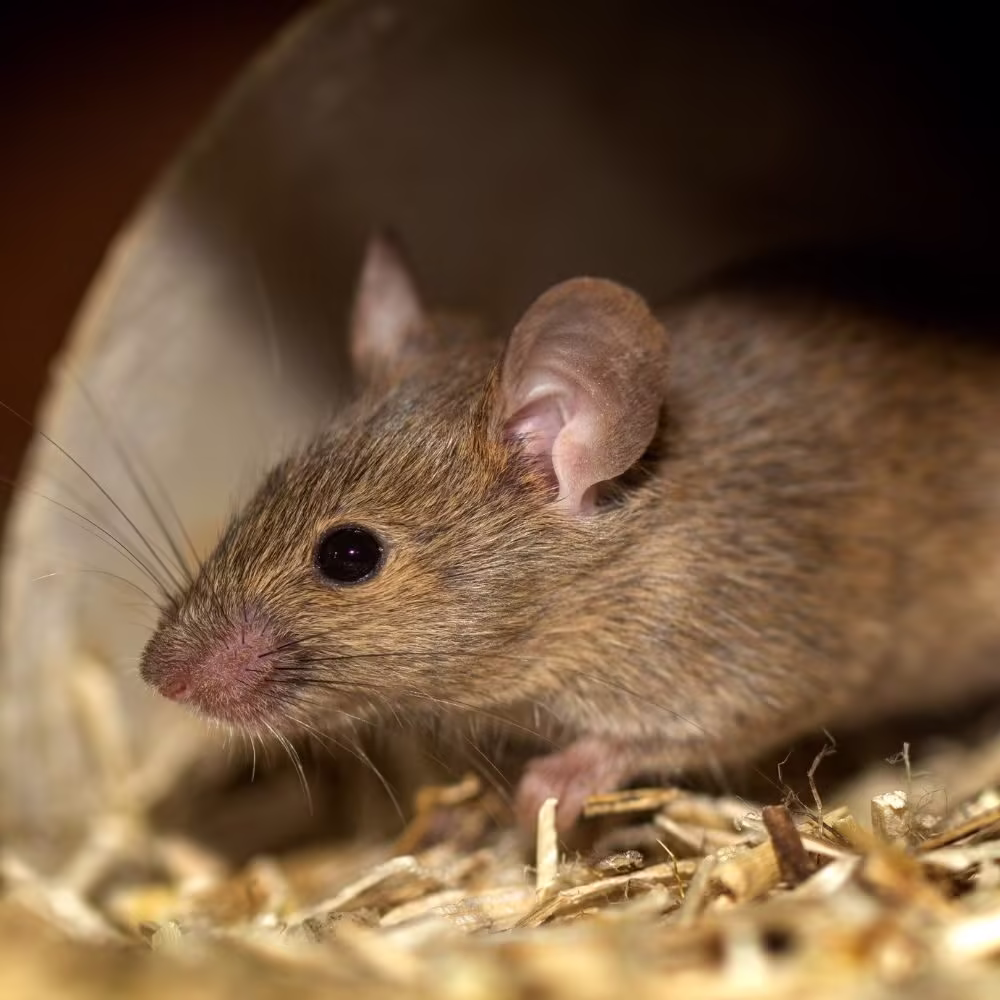 Pest Exterminator Denver CO