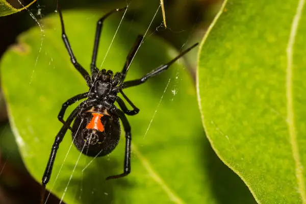 Pest Exterminator in Denver