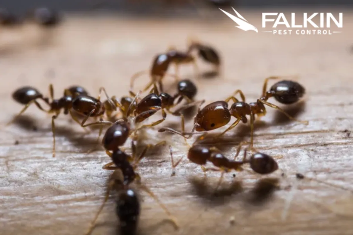 ants