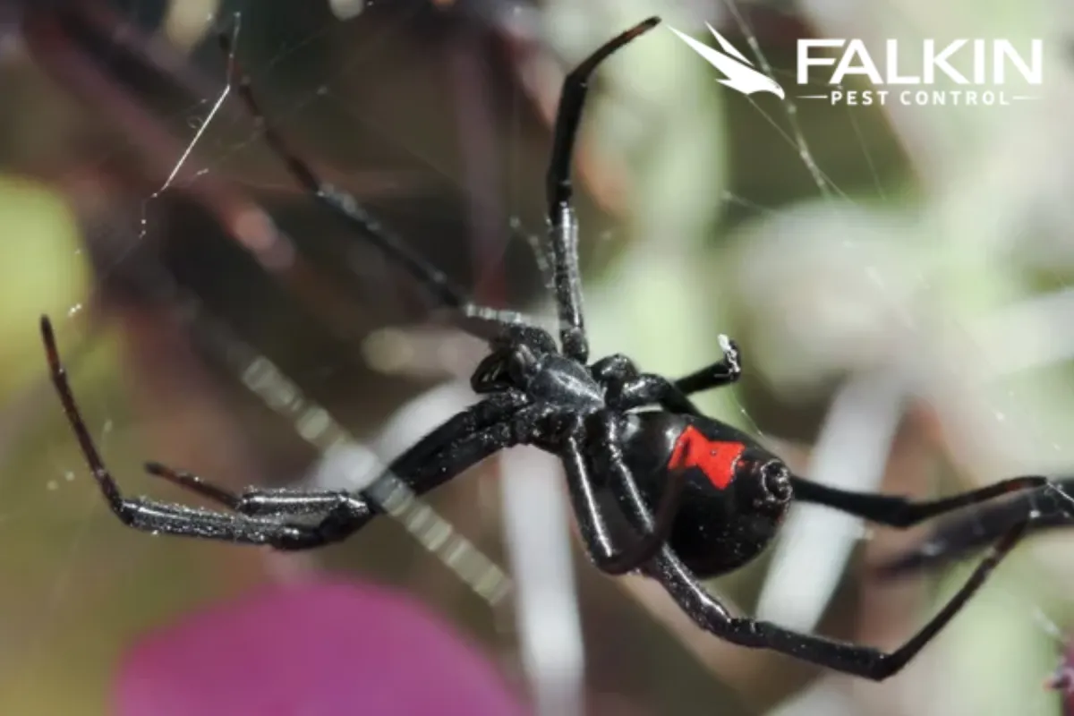 black widow spider