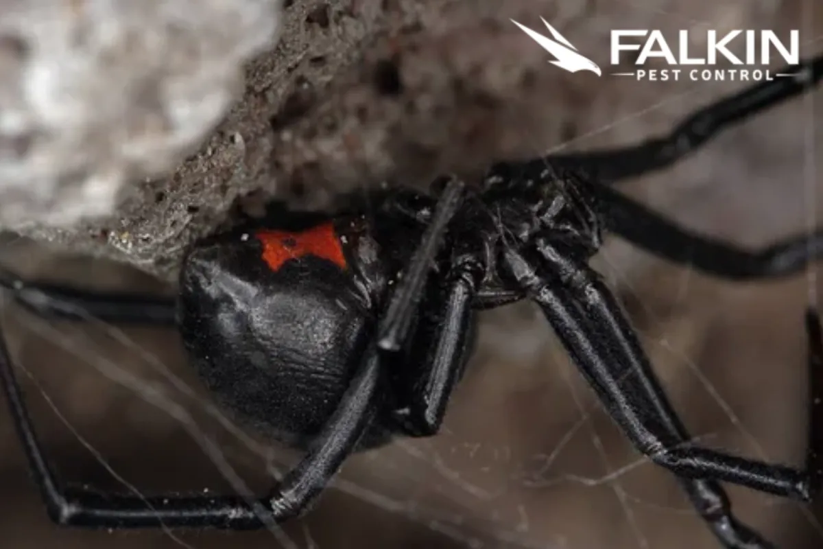 black widow spider 