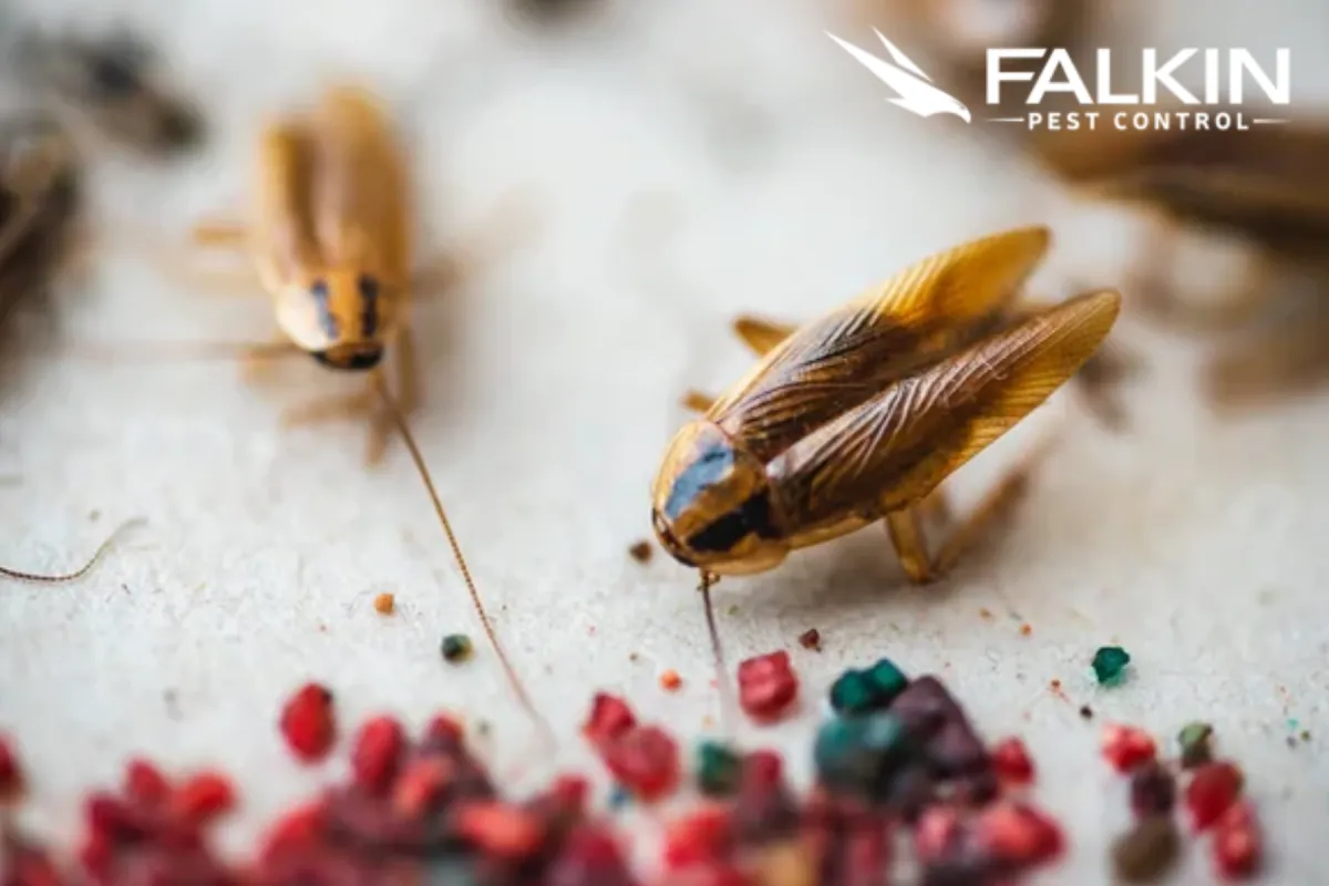 cockroach crawling