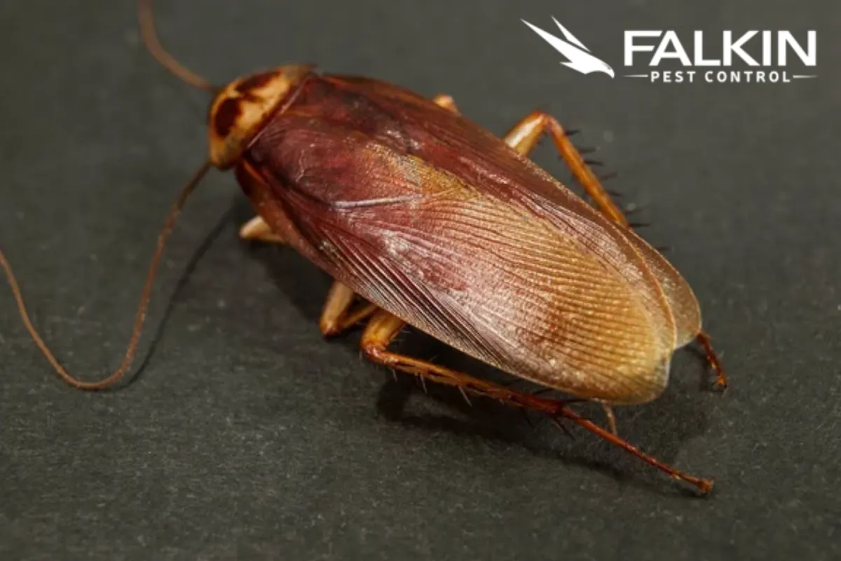 cockroach