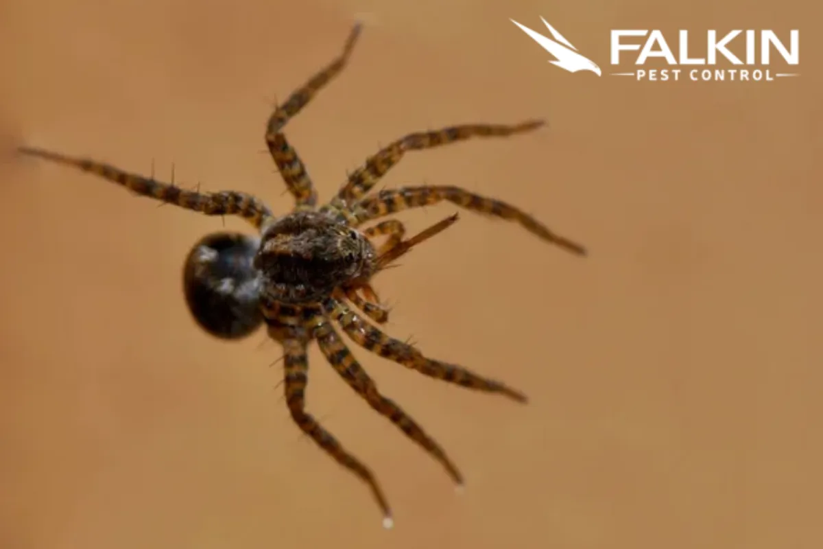 spider