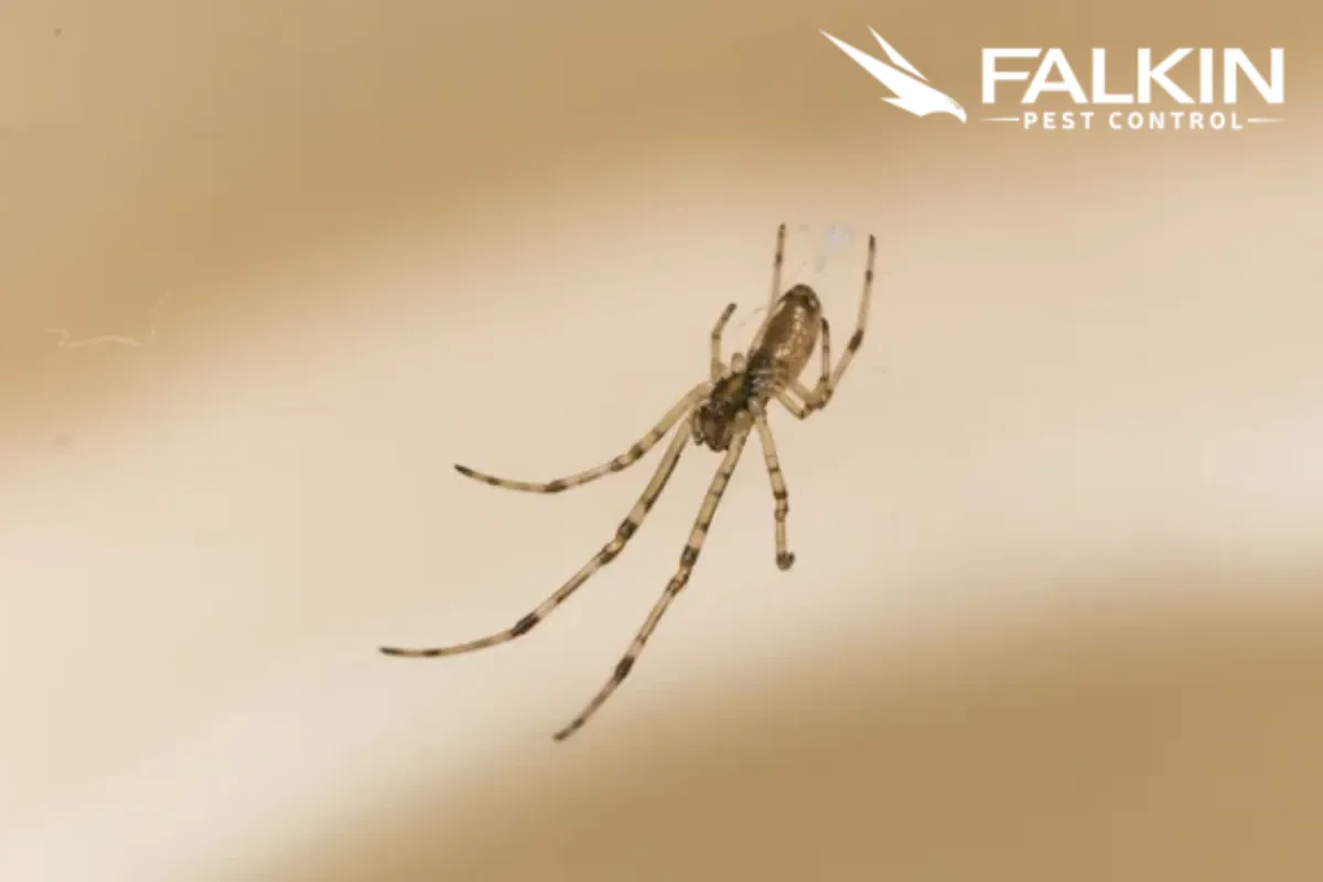 spider