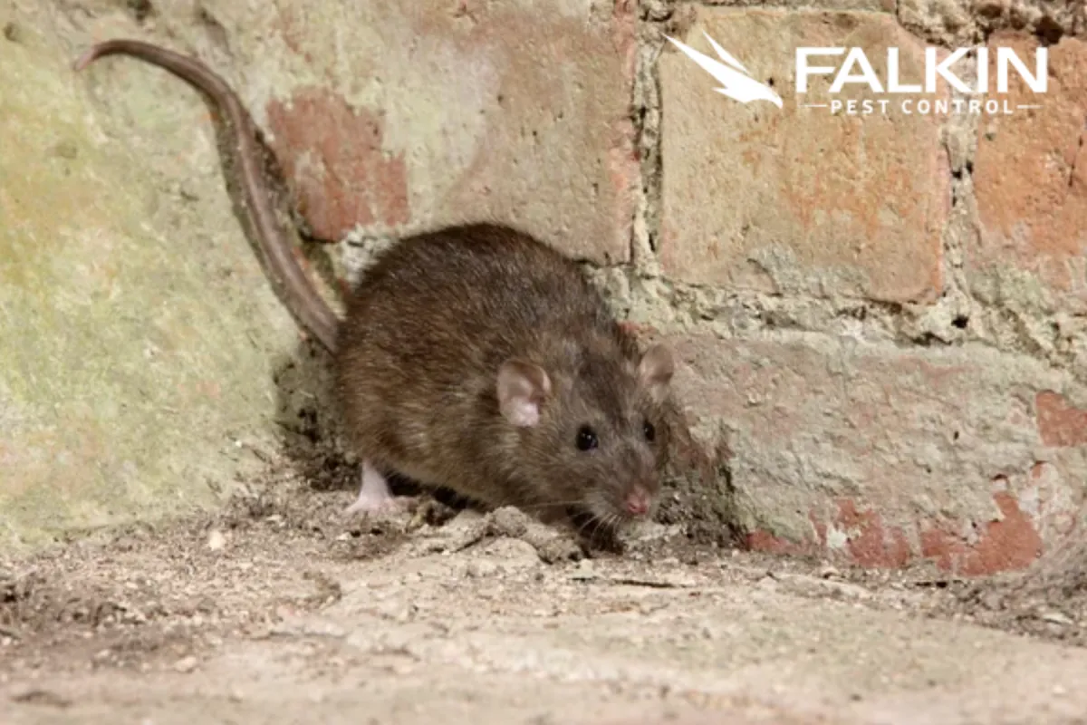 mouse