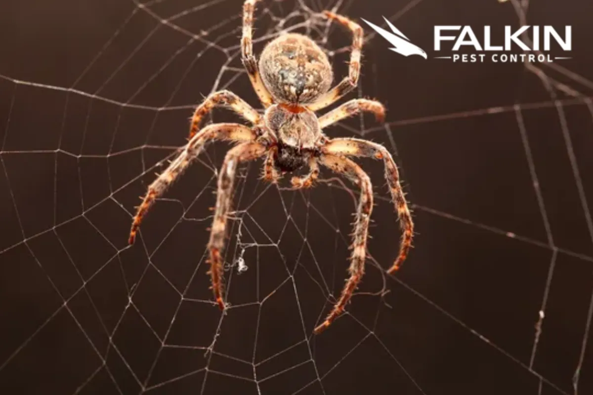 spider