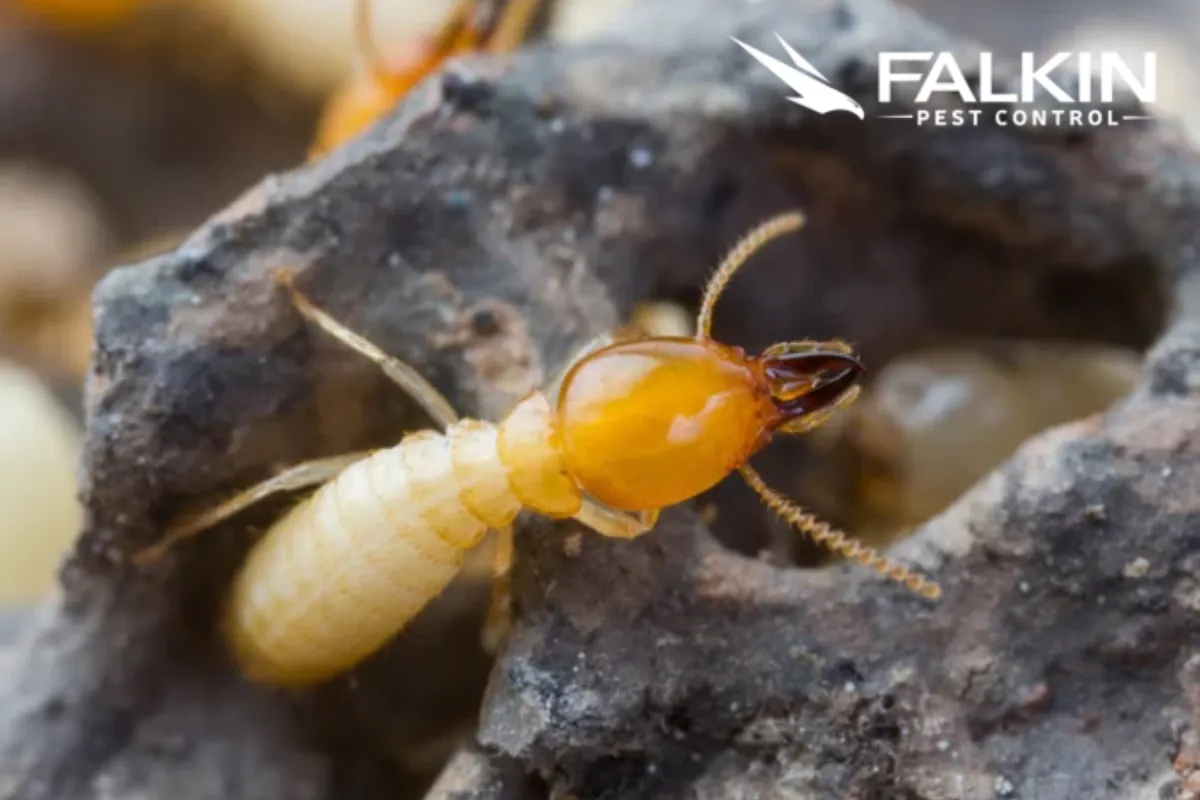 termite