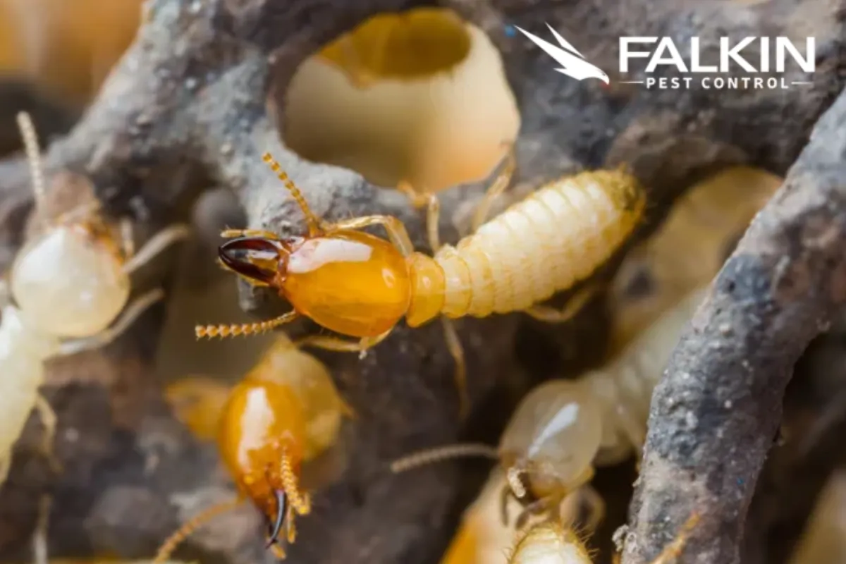 termite