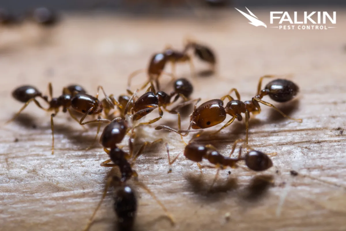 ants