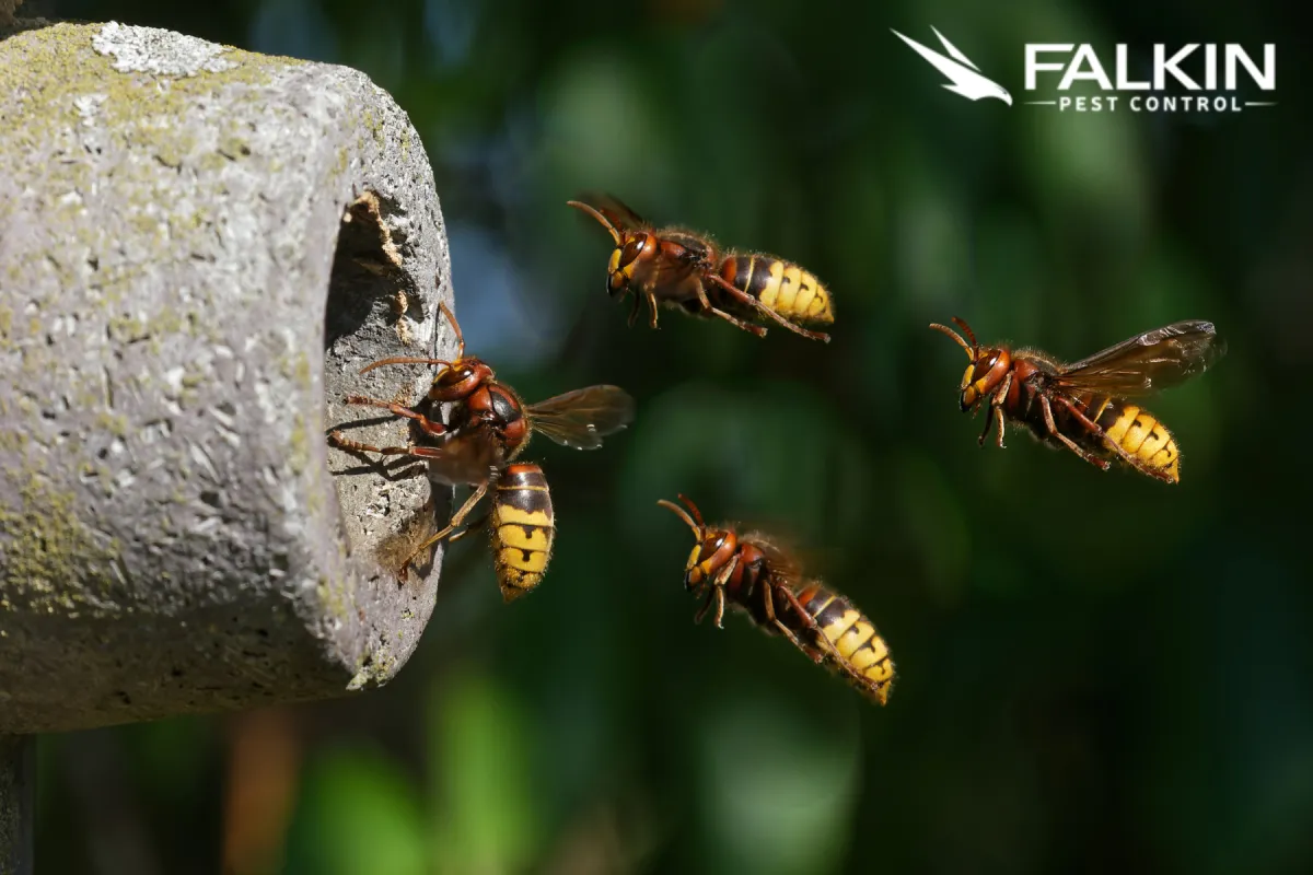 flying hornets