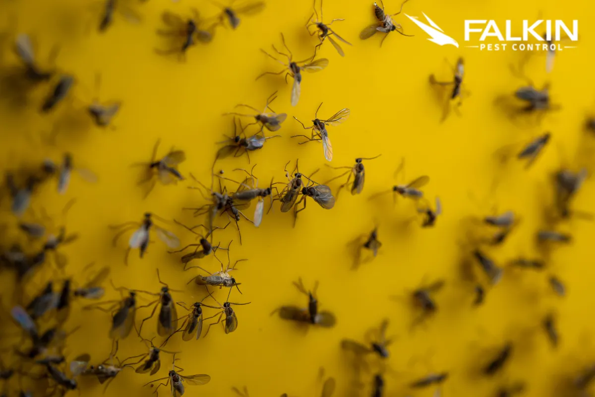 gnat infestation