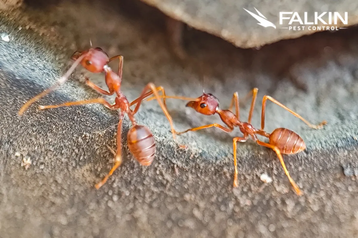 red ants looking for food