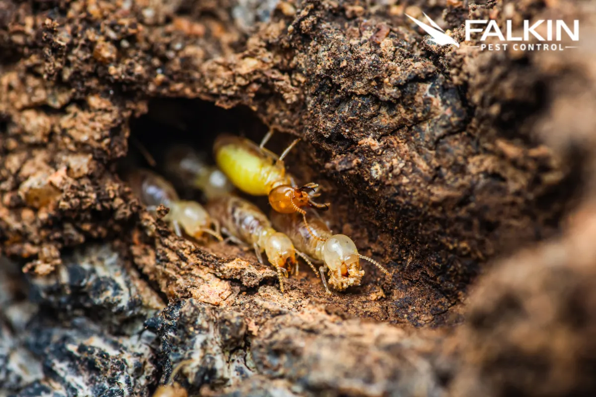 termites in the wood