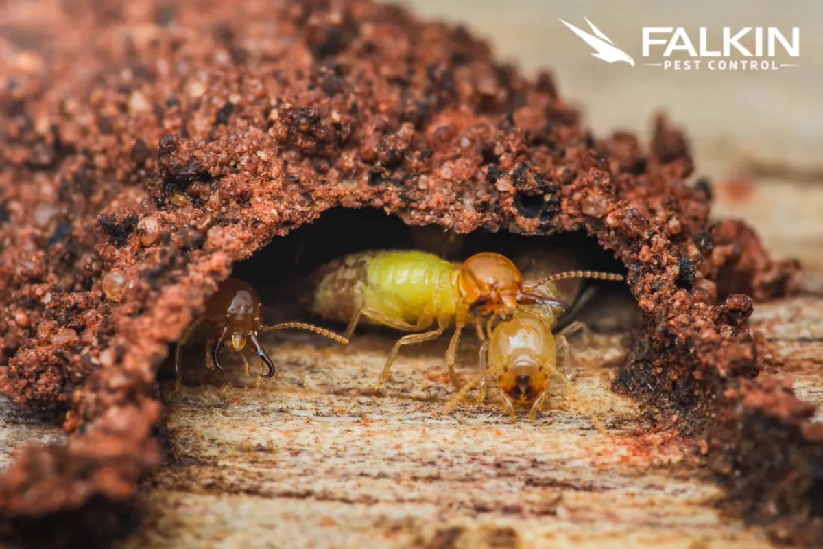 termites
