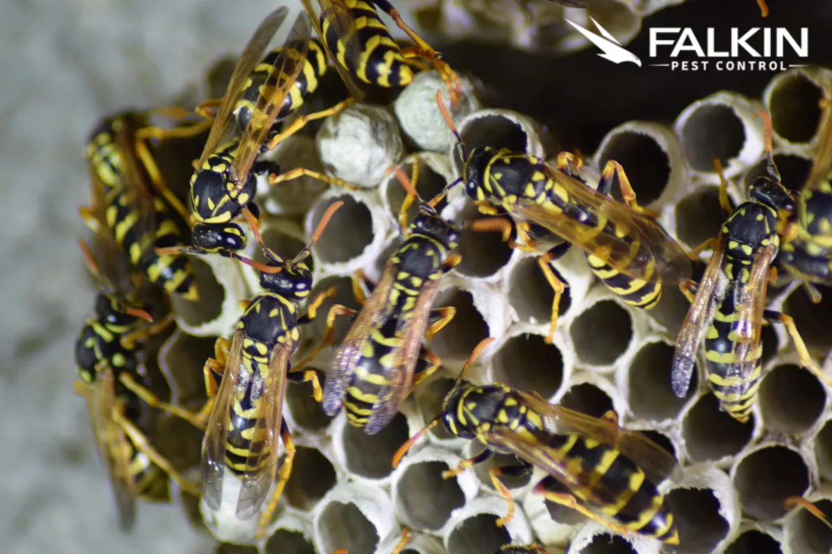 wasp in the nest