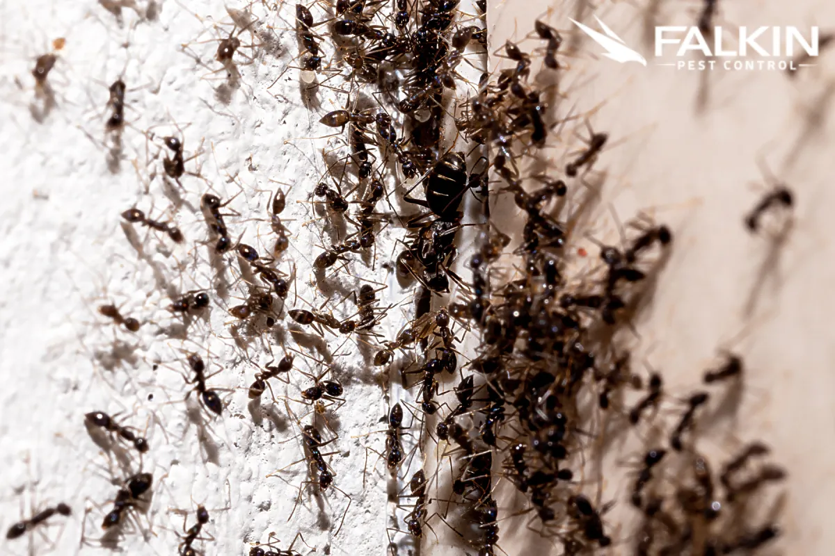 ant infestation