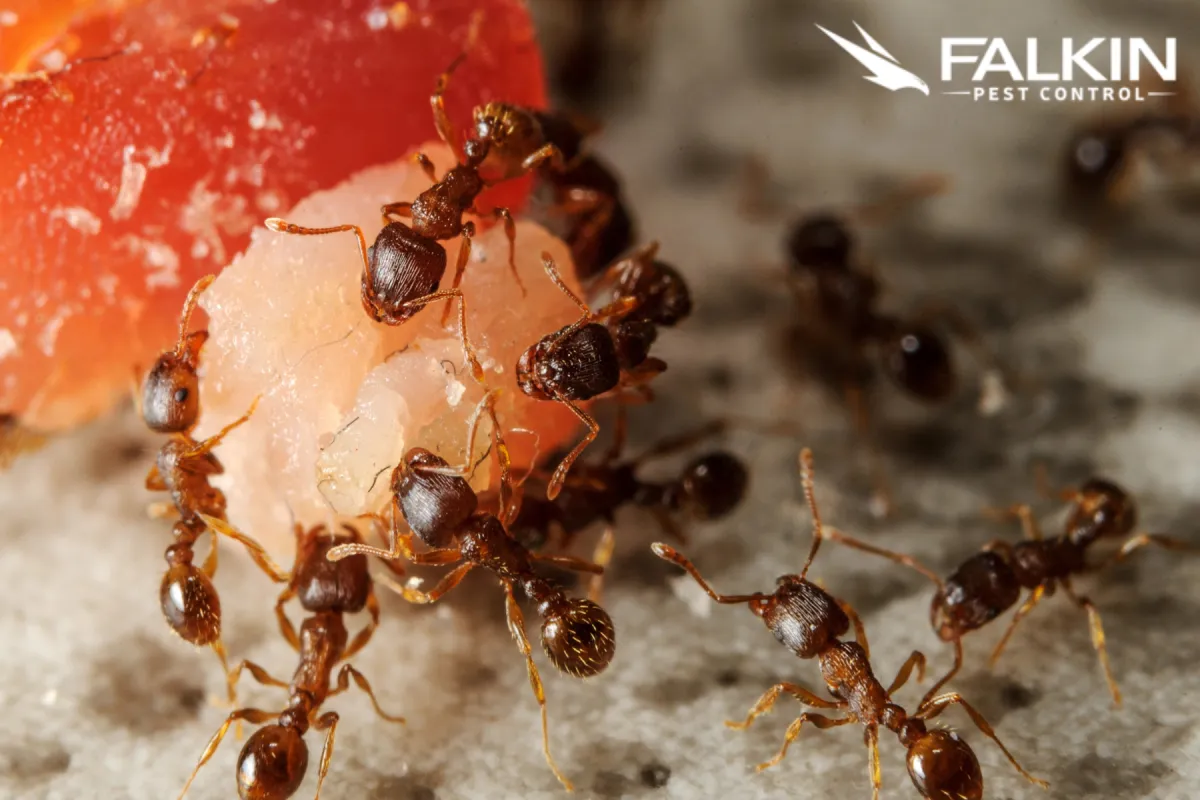 ants eating