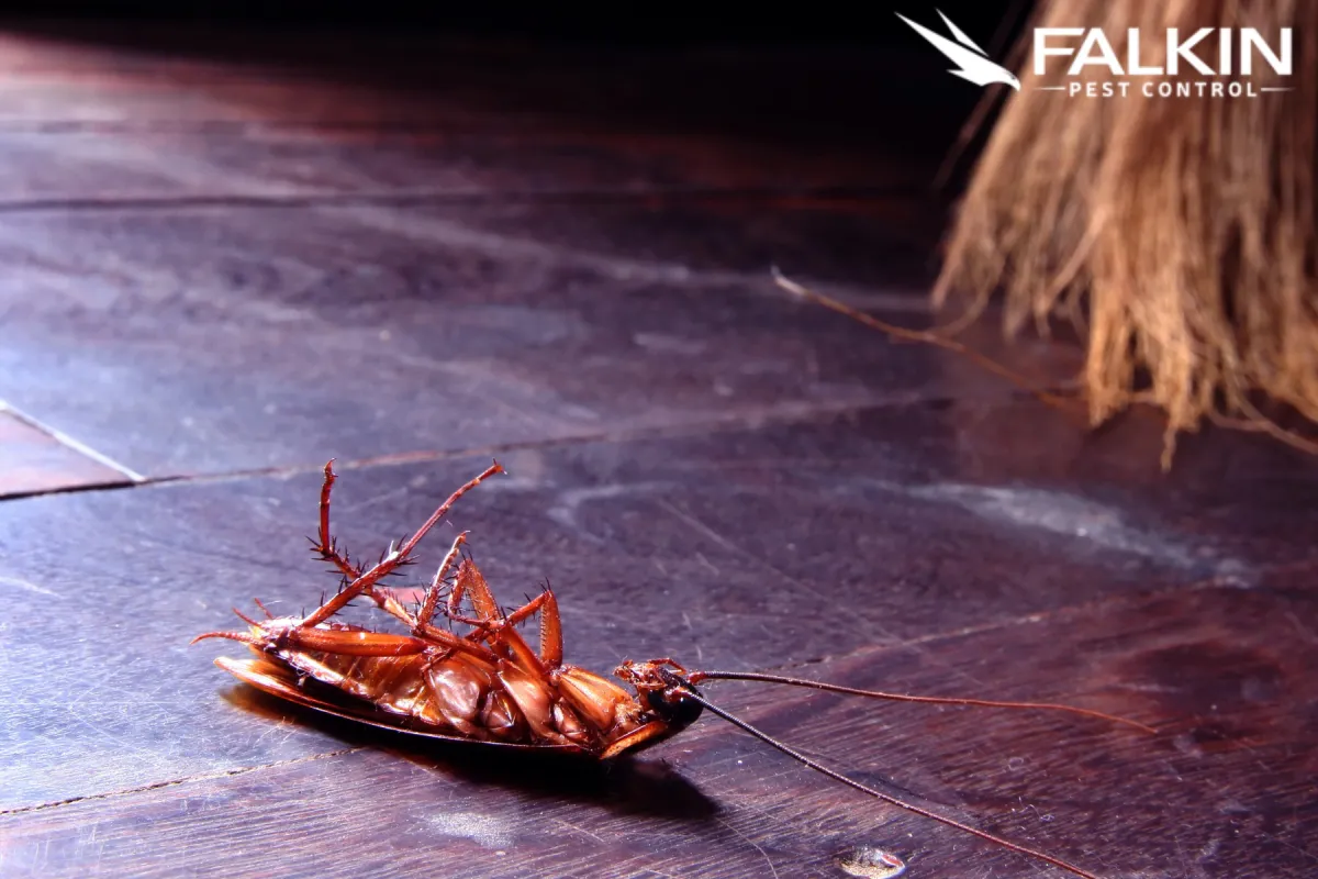 cockroach on the floor