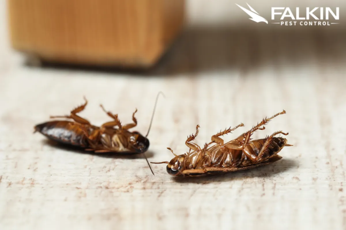 dead cockroaches
