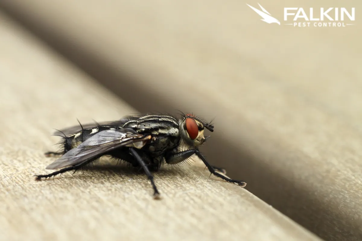 house fly on the table