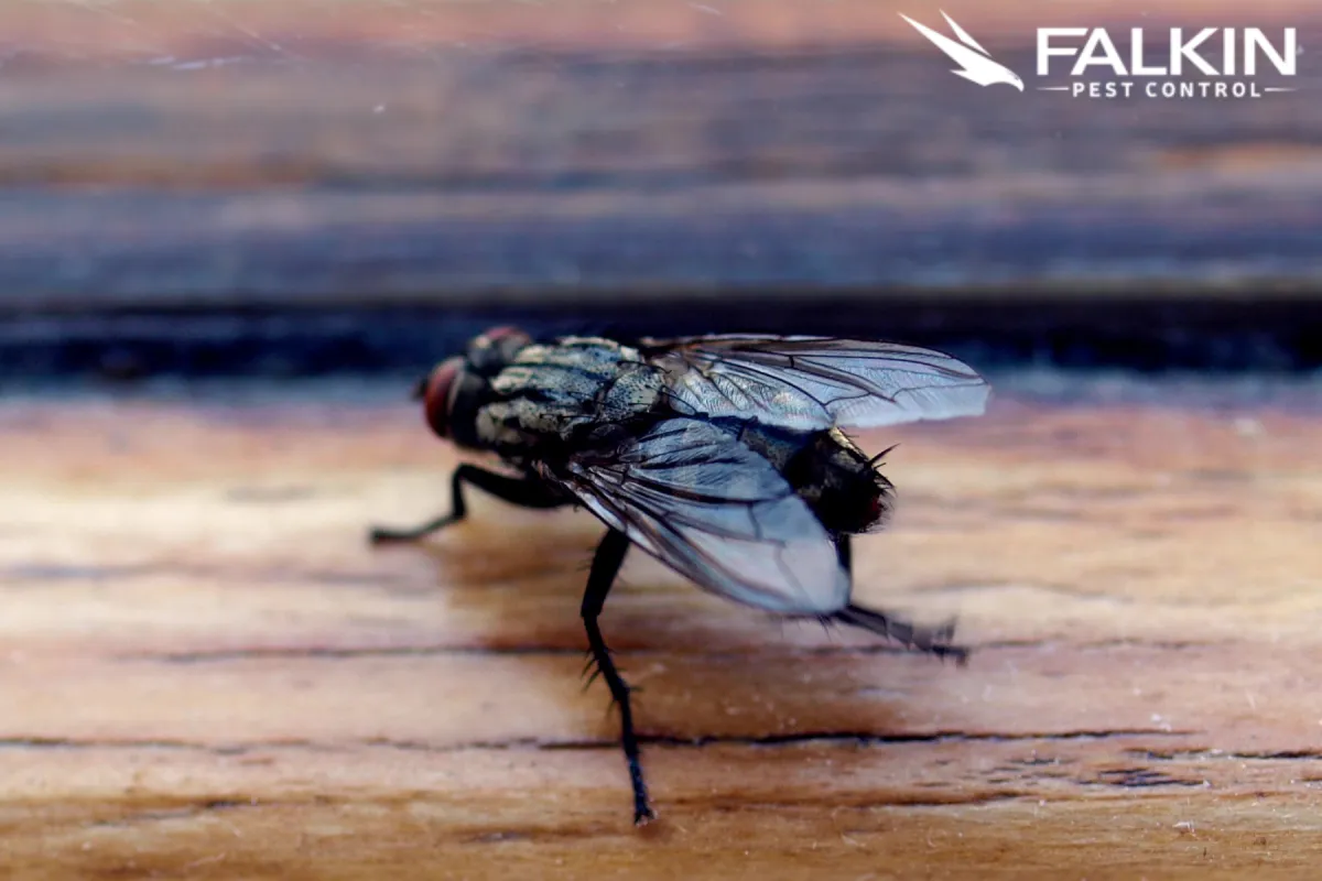 house fly