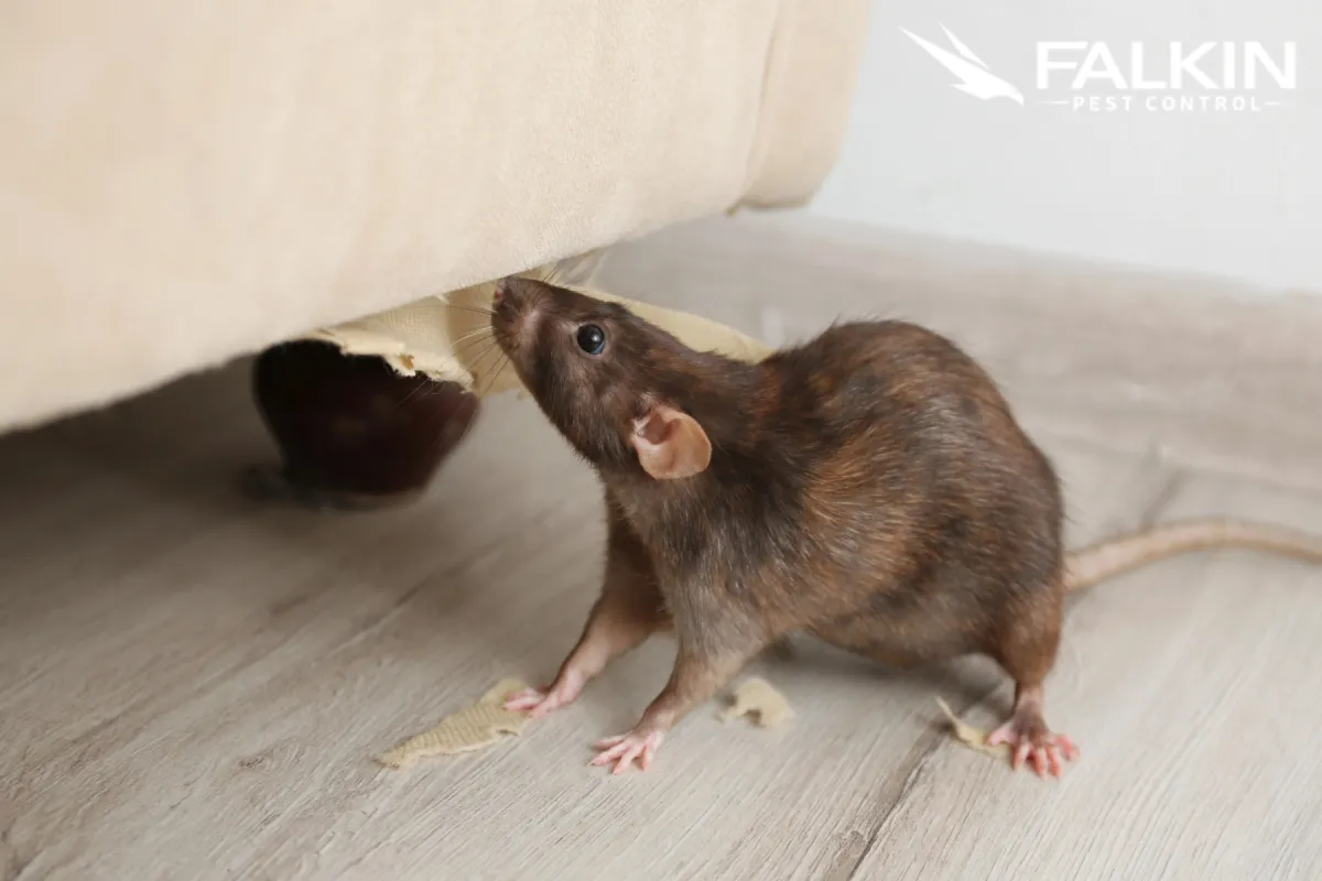 mouse under the sofa