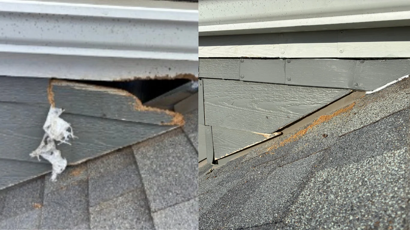 Rodent Proofing Denver before and after