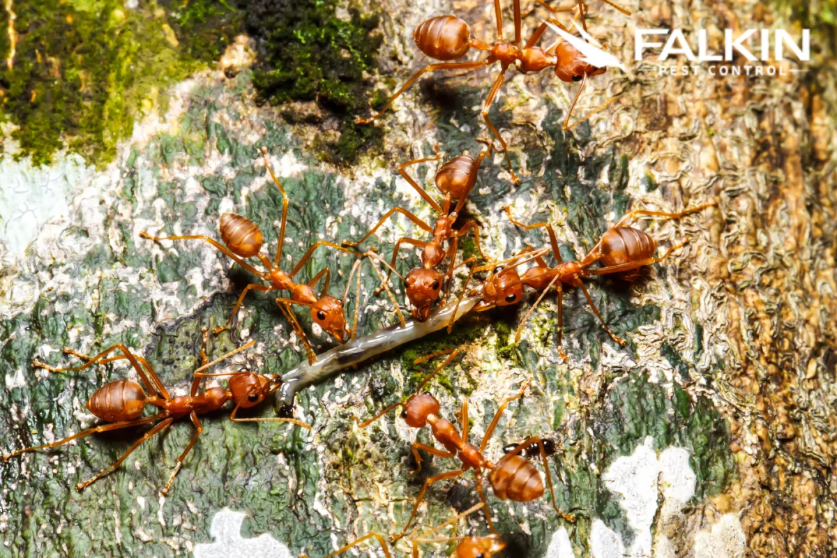 group of red ants