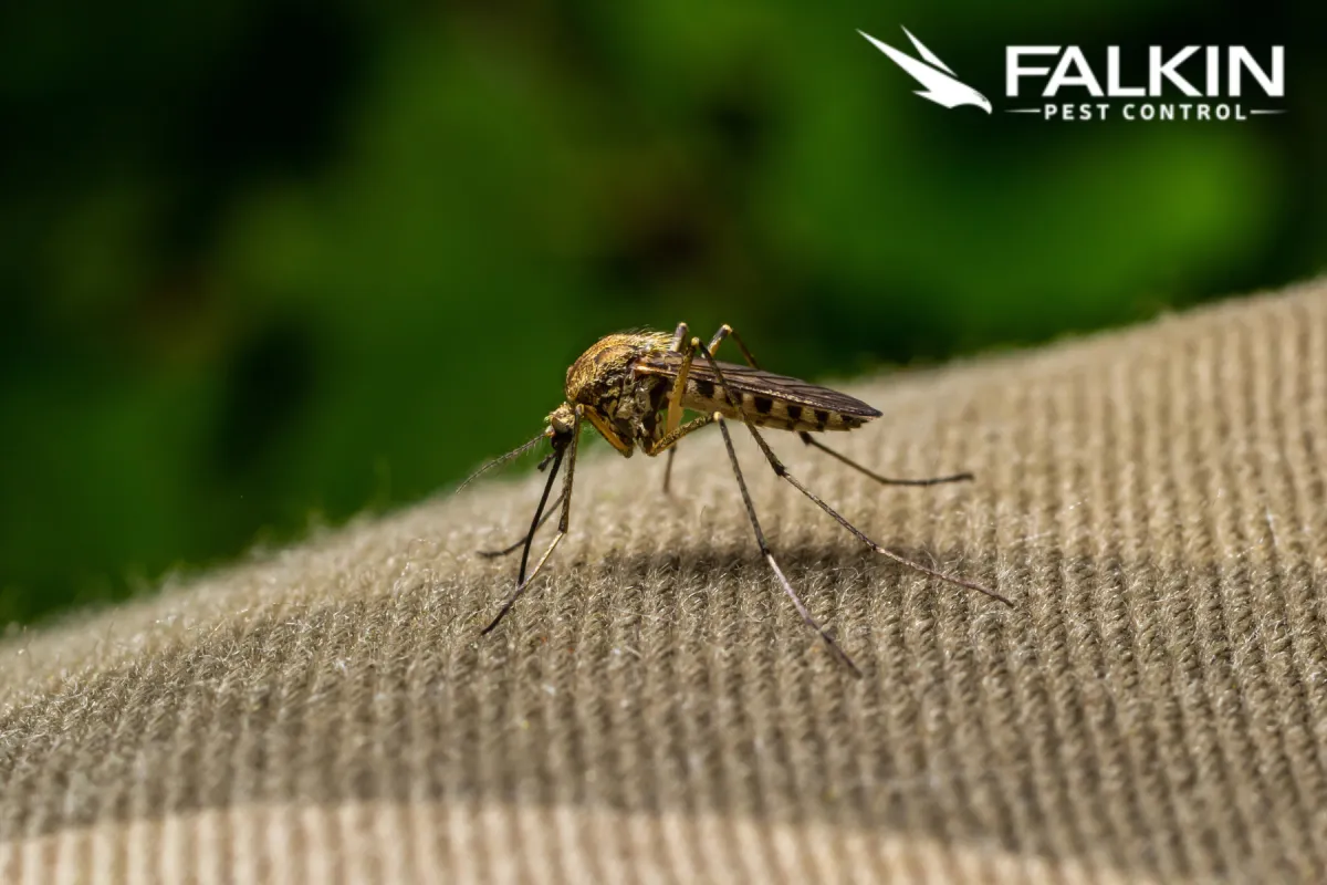 mosquito on clothes