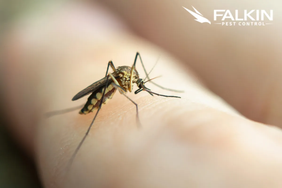 mosquito sucking blood from human skin