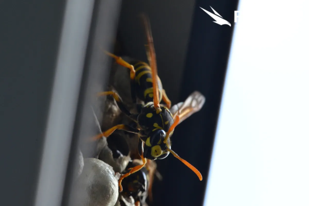 wasps on the nest