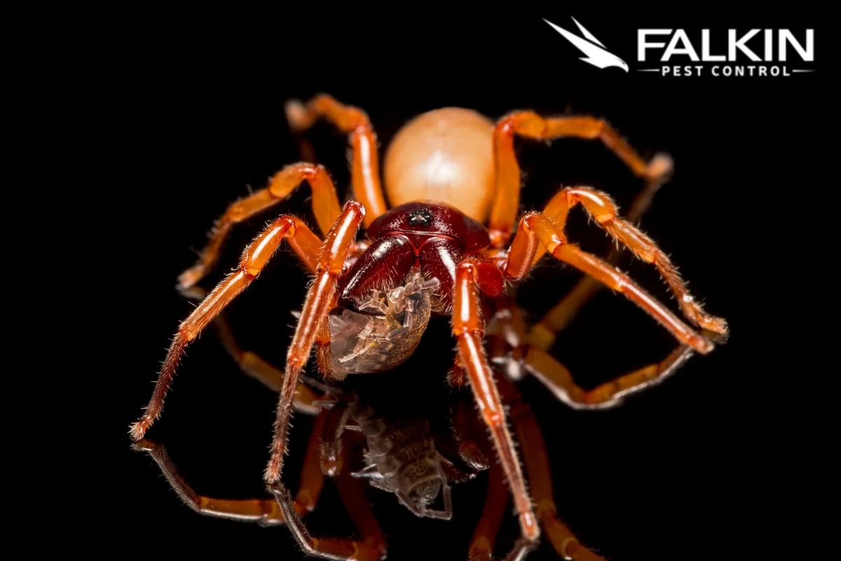 woodlouse hunter spider feeding on sowbug