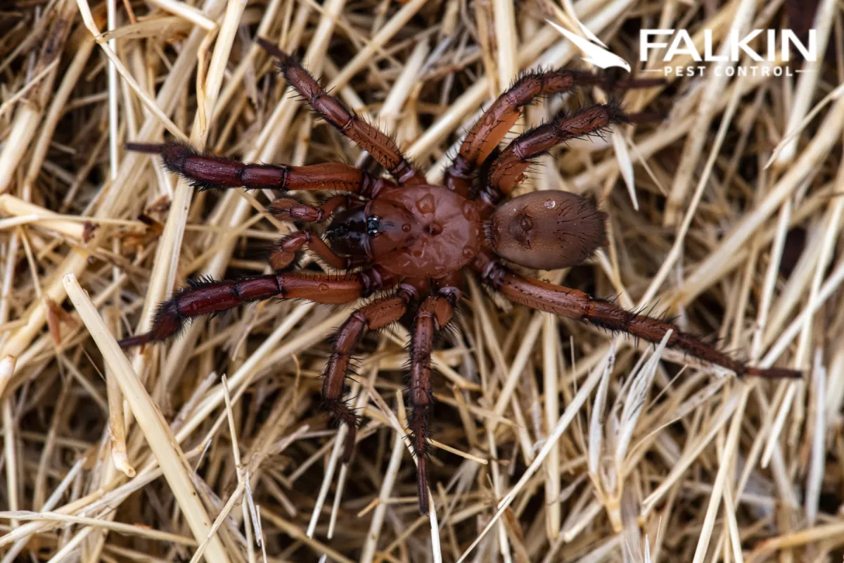 woodlouse hunter spider