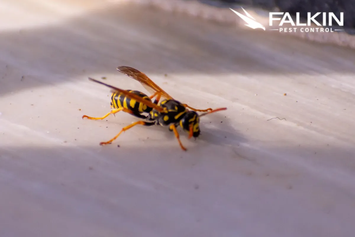 yellow jacket wasps resting